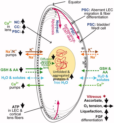 Figure 2. Cutaway diagram of the human eye lens showing some major mechanistic processes linked generally to the development of age-related cataracts, and specifically to nuclear cataracts (NC), cortical cataracts (CC), and PSCs. Biological mechanisms are shown as increased Display full size, slightly increased Display full size, decreased Display full size, or unchanged Display full size. Dashed horizontal arrows indicate the passive diffusible leak of ions or molecules, whereas solid horizontal arrows indicate active, ATP-driven transport of ions – or molecules such as glutathione (GSH) and amino acids (AA) – based on the pump-leak model (Kinsey Citation1965). The polar position of the pumps is purely illustrative, as the pumps are mostly sited in LECs and superficial lens fiber cells in the equatorial region.