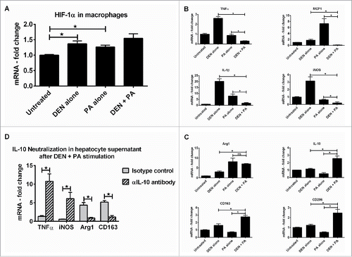 Figure 6. Hif-1α in hepatocytes induces M2 polarization in liver macrophages via upregulation of IL-10 in hepatocytes. Primary hepatocytes from WT mice were stimulated with DEN or PA or DEN + PA and culture supernatant was transferred onto RAW macrophages. (A) hif-1α mRNA levels in RAW macrophages. (B) mRNA levels of M1 marker genes in RAW macrophages at the end of incubation. (C) mRNA levels of M2 marker genes in RAW macrophages at the end of incubation. (D) Primary hepatocytes from WT mice were stimulated with DEN or PA or DEN + PA and the IL-10 in culture supernatant was neutralized using an αIL-10 antibody. This culture supernatant was transferred onto RAW macrophages and mRNA levels of M1/M2 marker genes are shown. In graphs, values are given as mean ± SEM, Dunnett's multiple comparison were used to compare means of multiple groups; (*p < 0.05, ns—not significant).