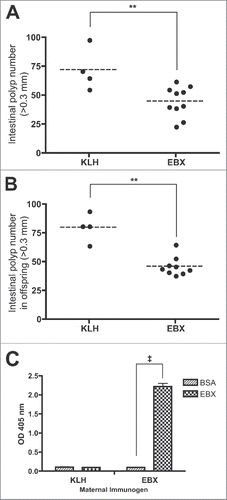 Figure 3. Timing of EBX treatment. (A) Polyp burden in 100-d-old ApcMin mice following treatment with carrier protein (KLH) or peptide (EBX) at 7, 9, and 13 weeks following birth. (B) Polyp burden in 100-d-old ApcMin mice born to females (n = 3) immunized with either carrier protein (KLH) or peptide (EBX). (C) ELISA analysis of IgG in milk isolated 10 d following birth from females immunized with either carrier protein (KLH) or peptide (EBX). Statistics: ‡p < 0.001; **p < 0.01.