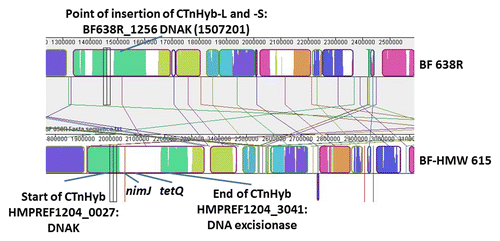 Figure 2. MAUVE-based alignment of BF 638R and BF-HMW615 and schematic indication of CTnHyb insertion into BF 638R. The MAUVE Contig Mover module was used to order (and orient) the BF-HMW615 supercontigs relative to the BF 638 reference genome. Colored block is a region of the genome that is homologous to a similarly colored part of another genome without extensive genomic rearrangement. Regions outside blocks lack detectable homology among the input genomes. Only a small part of the alignment is shown to visualize the insertion; nimJ and tetQ are indicated for orientation.