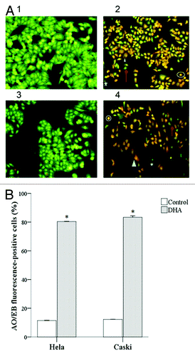 Figure 2. DHA-treated Hela and Caski cell line were subjected to AO/EB fluorescent staining. (A) Morphology of Hela and Caski cell treated with 20 μM treatment of DHA for 48 h after AO/EB fluorescent staining. (1) Hela Control; (2) Hela DHA; (3) Caski Control; (4) Caski DHA. Up arrow, NV; star, VA; circle, NVA; triangle, NVN. (B) Bar representation of AO/EB fluorescent staining. *P < 0.05 indicates a significant difference between control and DHA groups for each cell line.