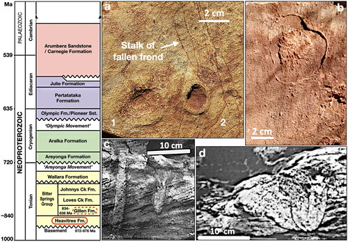 Figure 6. Neoproterozoic stratigraphy of the Amadeus Basin, central Australia, with relevant isotopic ages. Fossils and trace fossils from the uppermost Heavitree Formation: (a, b) from Ormiston Gorge, respectively, Aspidella, with one attached to possible fallen stalk and medusoid, showing possible stranding drag marks; and (c, d) from Limbla Hills, respectively, walled vertical burrows with excavated sand and body fossils within cup-shaped carapaces (c, d from Lindsay, Citation1991). See Figure 7 for locations.