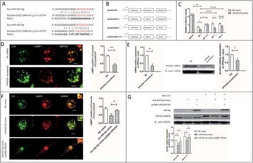 Figure 5. VPS33A was the direct target of miR-423-5p. (A) The location of the two miR-423-5p binding domains. Interaction domains are indicated by red font. Mutant sequences are indicated by bold font. (B) The structure diagram of the constructed plasmids. (C) A 2 × 4 (factor of miRNA: NC mimic and miR-423-5p mimic, 100 nM; factor of luciferase reporter plasmid: pmirGLO vector (mock), pmirGLO-WT, pmirGLO-MT1, pmirGLO-MT2 and pmirGLO-MT (1 + 2)) orthogonal experiment for Dual-Glo-Luciferase-Assay was performed. (D) The co-localization of LC3-GFP puncta with lysosomes in the macrophages transfected with VPS33A specific siRNA (negative siRNA as NC) was analyzed. More than 20 cells from three independent experiments were analyzed. Scale bars: 5 μm. (E) The expression levels of VPS33A in the macrophages transfected with VPS33A specific siRNA or NC siRNA were analyzed. (F) The co-localization of LC3-GFP puncta with lysosomes in the macrophages transfected with NC mimic, miR-423-5p mimic, or miR-423-5p mimic + pcDNA-VPS33A were analyzed. More than 20 cells from three independent experiments were analyzed. Scale bars: 5 μm. (G) The protein levels of VPS33A in the macrophages transfected with NC mimic, miR-423-5p mimic, or miR-423-5p mimic + pcDNA-VPS33A were analyzed by western blot. The statistical results were obtained from more than three independent experiments. Target genes were normalized with β-actin. Data are presented as mean ± SD, and Error bars indicate the SD. NC: negative control. *P < 0.05, ** P < 0.01, *** P < 0.001.