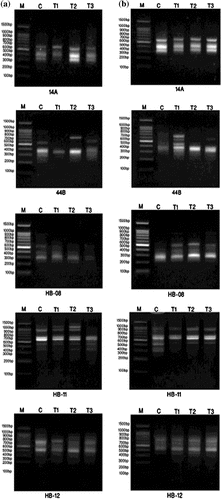 Figure 8. DNA polymorphism based on ISSR-PCR analysis of (a) Staphylococcus aureus and (b) Pseudomonas aeruginosa treated with silver nanoparticles.(a) M: Marker; c: S. aureus control; T1: S. aureus treated with 1% AgNPs; T2: S. aureus treated with 3% AgNPs; T3: S. aureus treated with 5% AgNPs(b) M: Marker; c: P. aeruginosa control; T1: P. aeruginosa treated with 1% AgNPs; T2: P. aeruginosa treated with 3% AgNPs; T3: P. aeruginosa treated with 5% AgNPs.