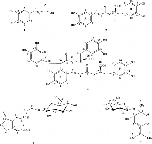 Figure 1 Chemical structures of the investigated compounds: caffeic acid (1), rosmarinic acid (2), lithospermic acid B (3), 12-hydroxyjasmonic acid 12-O-β-glucoside (4), and p-menth-3-ene-1,2-diol 1-O-β-glucopyranoside (5).