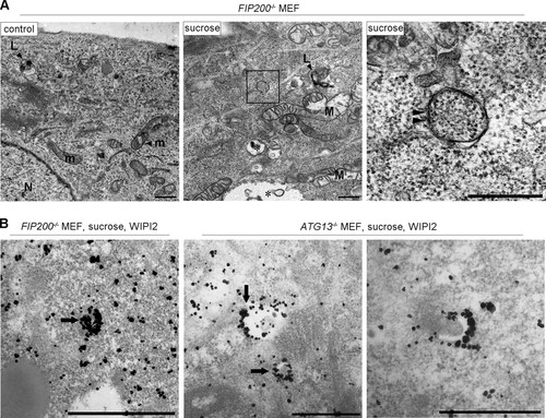 FIG 9 Electron microscopic analyses for autophagosomal structures and WIPI2 localization in FIP200−/− or Atg13−/− MEFs under hyperosmotic stress. (A) FIP200−/− MEFs were cultured in DMEM with or without (control) 0.8 M sucrose for 1 h and then fixed for EM. The boxed region in the middle is shown enlarged on the right. (B) FIP200−/− MEFs and Atg13−/− MEFs were cultured with 0.8 M sucrose for 30 min and then fixed for immuno-EM using anti-WIPI2 antibody. Note that small autophagosome/IM-like profiles with double membranes (panel A, right, arrowheads), and those labeled with silver-enhanced particles indicating WIPI2 were detected. Asterisk, large endosome-like structures; L, lysosome-like profiles; m, mitochondria; M, degenerated mitochondria; N, nucleus. Bars, 0.5 μm.