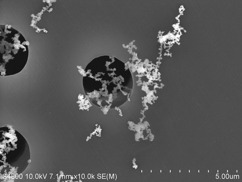 Figure 1.  Scanning electron micrograph of SS welding fume collected onto a filter during welding using a flux-cored electrode. Note the chain-like agglomerates of much smaller, spherical primary particles. Welding fume samples were collected onto 47-mm Nuclepore polycarbonate filters (Whatman, Clinton, PA). The filters were cut into equal sections and mounted onto aluminum stubs with silver paste. The deposited welding particles were viewed using a JEOL 6400 scanning electron microscope (JEOL, Inc., Tokyo, Japan).