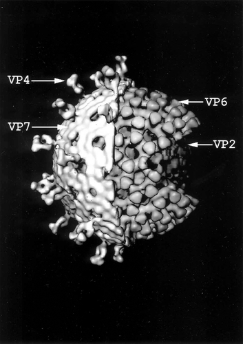 Figure 1 Computer-generated image of the triple-shelled rotavirus particle obtained by cryoelectron microscopy. The cut-away diagram shows the outer capsid composed of VP4 spikes and VP7 shell, intermediate VP6 shell, and inner VP2 shell surrounding the core containing the 11 double-stranded RNA segments and VP1 and VP3 proteins. (Courtesy of Dr. B. V. V. Prasad, Baylor College of Medicine, Houston, TX.)