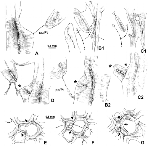 Figure 20. Thamnopora sp. Lateral increase in longitudinal sections (A–C) and in transverse sections (E–F). Detailed explanations in text; asterisk as basal low wall. A. Standard type, basal pore (P0) closed by a pore plate (pp), LPB 19367, thin section Bb 1129. B1, B2. Respectively overview of lateral increase with reduced basal low wall and enlargement of the basal pore area, LPB 19366, thin section Bb 1133. C1, C2. Lateral view with typical basal low wall, black arrow as apical cul-de-sac, pore plate lacking, LPB 19367, thin section Bb 1129. D. typical basal low wall, but apical cul-de-sac not developed, LPB 19366, thin section Bb 1133. E. Section showing the parent corallite and its “cella,” boundary marked by re-entrant angles (black arrows), LPB 19374, thin section Bb 1123. F. Same caption, note the rounded section of the apical cul-de-sac bounded on its parent corallite side by the bar-like distal section of the basal low wall (open arrow), LPB 19374, thin section Bb 1123. G. Corallite parent and offset, section in the neotheca (grey arrow), LPB 19371, thin section Bb 1125.