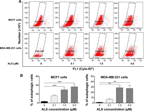 Figure 8 Effect of ALS concentrations on ALS-induced autophagic death in MCF7 and MDA-MB-231 cells.