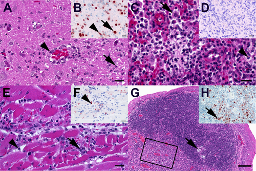 Fig. 4 Characteristic light microscopic findings in mice and ferrets infected with DE16-H5N8B.A Mouse, medulla oblongata. Moderate, acute, multifocal, necrotizing encephalitis with few neutrophils (arrow), microgliosis and activated hypertrophic vascular endothelium (arrowhead). B Mouse, medulla oblongata. Multifocal influenza A nucleoprotein in neurons (arrow) and glial cells (arrowhead). C Mouse, lung. Moderate, subacute, multifocal, lymphohistiocytic, interstitial pneumonia with alveolar histiocytosis (arrow), and variable amounts of intraalveolar neutrophils (arrowhead), and alveolar edema. D Mouse, lung. No influenza A virus-nucleoprotein-immunoreactive cells in lung section. E Mouse, heart. Mild, acute, multifocal, necrotizing myocarditis with infiltrating macrophages (arrow) and neutrophils (arrowhead). F Mouse, heart. Oligofocal influenza A virus-nucleoprotein-positive round cells (arrowhead) and cellular debris. G Ferret, tonsilla palatina. Prominent follicular germ center with tingible body macrophages (arrow) and an excentric, polar zone of differentiated lymphocytes H Ferret, tonsilla palatina. Boxed area in (G) Oligofocal round cells (macrophages) with influenza A virus nucleoprotein-positive nuclei (arrow) mainly in interfollicular areas. A, C, E, Hematoxylin eosin, bar = 20 µm. G Hematoxylin eosin, bar = 100 µm. B, D, F, H Influenza A virus-nucleoprotein immunohistochemistry, avidin-biotin-peroxidase complex method with with a polyclonal rabbit anti- influenza A FPV/Rostock/34-virus-nucleoprotein antiserum (diluted 1:750)Citation65 3-amino-9-ethyl-carbazol as chromogen and hematoxylin counterstain, bar = 20 µm