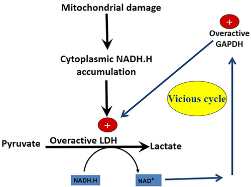 Figure 3 Mitochondrial damage precedes the development of the Warburg effect. The closed vicious cycle (GAPDH–LDH) maintains the Warburg effect and prevents pyruvate formation and deprive transforming cells and cancer cells from pyruvate-induced antioxidant effects.