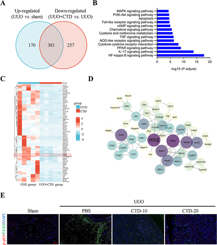 Figure 4 The protective effect of CTD against UUO-induced renal fibrosis may through the IKKβ/NF-κB pathway. (A) Intersection genes between the up-regulated genes in UUO vs sham group and the down-regulated genes in UUO+CKD vs UUO group, (B) KEGG enrichment analyses of intersection genes, (C) the heatmap of genes related to the NF-κB pathway, (D) PPI network of genes related to the NF-κB pathway, (E) immunofluorescence staining of p-p65 and F4/80, Scale bar: 100 μm, (n = 5 mice each group).