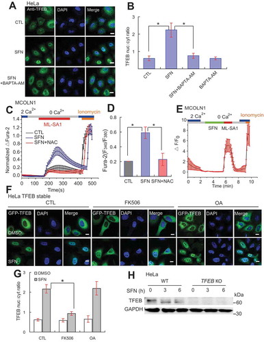 Figure 5. SFN induces TFEB translocation through Ca2+-calcineurin-mediated de-phosphorylation of TFEB. (A) BAPTA-AM (10 μM, 1 h; a membrane-permeable Ca2+ chelator [Citation24]) pretreatment blocked SFN (15 μM, 4 h)-induced TFEB nuclear translocation in HeLa cells. Scale bar: 10 μm (B) Quantification of results shown in A. N = 30–40 randomly selected cells from at least 4 independent experiments. (C) The effects of SFN (15 μM) and NAC (5 mM) co-treatment for 4 h on ML-SA1 (20 μM; synthetic agonist of MCOLN1 [Citation40])-induced Ca2+ release, measured with Fura-2 (F340/F380) imaging, in MCOLN1-expressing HEK293 cells. Mean ± s.e.m. is shown from at least 30 cells per coverslip. Ionomycin was used to achieve the maximal Ca2+ response. (D) Quantification of results shown in C. from n = 3 independent experiments. (E) Acute application of SFN did not evoke lysosomal Ca2+ release. SFN (15 μM) did not evoke Ca2+ release, measured with the GCaMP3 signal (F470), in GCaMP3-MCOLN1-expressing HEK293 cells. ML-SA1 (20 μM) readily elicited rapid and robust Ca2+ release in the same cells. (F) FK506 (5 μM; a calcineurin inhibitor [Citation21]), but not okadaic acid (50 nM; a PP2A inhibitor [Citation21]) inhibited SFN (15 μM)-mediated TFEB nuclear localization in HeLa GFP-TFEB stable cells. Scale bar: 10 μm. (G) Quantification of results shown in F. N = 30–40 randomly selected cells from 3 independent experiments. (H) SFN (15 μM for 4 h) induced downshift of endogenous TFEB electrophoretic mobility. TFEB was detected using a specific antibody against TFEB, and TFEB KO HeLa cells were used as a negative control. Experiments were repeated multiple times and a representative blot was shown. For all panels, data are presented as mean ± s.e.m.; *P < 0.05, ANOVA