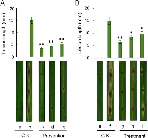 Figure 8. Biocontrol efficiency of Rdx5 against M. oryzae evaluated based on the size of lesions on rice leaves. Upper panel: Preventive effect (A) and therapeutic effect (B); mean values from three experiments on nine leaves. The leaves were incubated 5 to 7 days. *p < 0.05 level, **p < 0.01 level. Lower panel: Representative images. Control group, without any treatment (a). CK, sterile water was inoculated to slightly punctured sites of leaves. Preventive effect: Sterile water was inoculated to slightly punctured sites of leaves and then spore suspension of M. oryzae (b), 100 mg/mL of carbendazim (c), bacterial suspension of Rdx5 (d) or sterilized culture filtrate of Rdx5 (e) were applied to slightly punctured sites of leaves and then spore suspension of M. oryzae was inoculated. Therapeutic effect: Spore suspension of M. oryzae was inoculated to slightly punctured sites of leaves and then sterile water (f); 100 mg/mL of carbendazim (g), bacterial suspension of Rdx5 (h) or sterilized culture filtrate of Rdx5 (i) were applied to the same site.