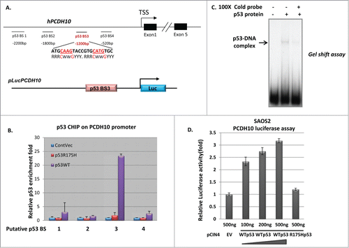 Figure 3. PCDH10 is a transcriptional target of p53. (A,B) ChIP analysis of p53 enrichment at the promoter region of PCDH10. (A) Upper panel: the schematic representation of human PCDH10 gene and its promoter. The four potential p53 binding sites (p53 BS) are located at 520 bp, 1200 bp, 1800 bp, 2200 bp upstream of TSS (transcription start site) of PCDH10 gene. Lower panel: the schematic representation of luciferase construct pLucPCDH10 containing the potential p53 binding site p53 BS3. (B) ChIP-qPCR analysis of p53 enrichment at the 4 potential binding sites in the promoter regions of PCDH10 in H1299 cells expressing wild type p53 and R175H mutant p53 protein. (C) Gel shift assay shows p53 binding on oligonucleotide containing p53-binding site p53 BS-3 in the PCDH10 promoter region. The DNA binding activity of purified p53 protein presents in the radiolabeled PCDH10 probe and p53 protein complex. Specificity of the binding was confirmed by competition with non-radiolabeled PCDH10 mRNA levels. (D) p53 activates luciferase activity of reporter construct containing p53 BS-3 in PCDH10 promoter. SAOS2 cells were transfected with 500 ng PCIN4 empty vector (EV), titrated increasing amounts(100 ng, 200 ng, 500 ng) of PCIN4-WTp53 expression vector, or 500 ng PCIN4-R175H p53 mutant vector along with luciferase construct pLucPCDH10 for 24 hours before measuring luciferase activity by luciferase reporter gene assays (Promega, Dual-Luciferase Assays).