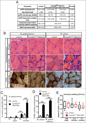 Figure 1. csnk2b∆/∆, HSA-Cre muscle fibers exhibit impairment of neural transmission and morphological abnormalities. (A) The table summarizes electrophysiological recordings of intracellular miniature endplate current (mEPC) amplitude, rise, and decay time constants at NMJs of control and csnk2b∆/∆, HSA-Cre mice. A statistically significant difference was only found for mEPC amplitude of strongly fragmented, in comparison with less fragmented, NMJs of csnk2b∆/∆, HSA-Cre mice. No difference was detected between less fragmented NMJs of the csnk2b∆/∆, HSA-Cre in comparison with NMJs of control mice. Extracellular recordings of compound muscle action potential (CMAP) and CMAP decrement (5Hz) did not reveal any changes between control and csnk2b∆/∆, HSA-Cre diaphragm muscles. Three mice per genotype were recorded. N = number of NMJs. (B) Representative images of hematoxylin and eosin or COX stained hind limb muscle cross sections are shown. Note, dark colored mitochondrial rich fibers (type I and IIa) are less colored in the adult 6- to 8-month-old csnk2b∆/∆, HSA-Cre muscles. Moreover, the histological stainings of cross-sections of the csnk2b∆/∆, HSA-Cre are of more granular appearance in comparison with controls. (C) Number of central nuclei were counted in control or csnk2b∆/∆, HSA-Cre gastrocnemius muscle cross-sections of adult 6- to 8-mo-old mice and presented as graph. N = 5 mice per genotype. (D) Quantification of the total number of TUNEL-positive nuclei of muscle fibers of 6- to 8-mo-old mice of control or csnk2b∆/∆, HSA-Cre muscles soleus and gastrocnemius per muscle cross-section. N = 5 mice per genotype. (E) Voluntary walking distance of control and csnk2b∆/∆, HSA-Cre mice is shown in relation to the age of the mice. N = 5 mice per genotype. Note, differences of walking distances between control and csnk2b∆/∆, HSA-Cre mice are not significant (P values >0.05).