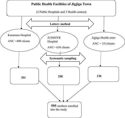 Figure 1 Schematic of sampling procedure of seroprevalence of Hepatitis B virus and associated factor among pregnant women attending ANC clinic in public health facilities of Jigjiga town, Eastern Ethiopia, 2019