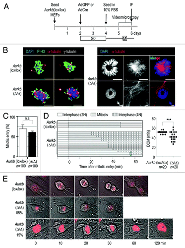 Figure 3. Premature mitotic exit in Aurora B-deficient fibroblasts. (A) Schematic representation of the assay performed to study mitosis in Aurora B-null cells. (B) Examination of these cultures by immunofluorescence at 48 h after cell cycle entry [day 6 in (A)] indicates abnormal mitotic figures in the absence of Aurora B with reduced phosphorylation of histone H3 (P-H3, green signal; see also ref. Citation8) and multipolar spindles (left panel) identified by α-tubulin (red), γ-tubulin (white) and DAPI (blue). Monopolar spindles are shown in the right panels and these cells frequently exit from mitosis generating ring-shape nuclei. α-tubulin, red; DAPI, blue. Scale bars, 10 μm. (C) Wild-type or Aurora B-null cells expressing mCherry-H2B were monitored by time-lapse microscopy for 24 h [days 5–6 in (A)]. The percentage of cells that entered mitosis was similar in control and Aurora B-null cells. (D) Representation of progression throughout the different phases of mitosis in these cells. Every raw corresponds to a single cell, and cells were aligned at the time they entered mitosis. The ring in the last cell indicates the formation of ring-shaped nuclei. The duration of mitosis (DOM) in these cultures is shown in the plot. ***, p < 0.001. (E) Representative images of mCherry-H2B (red)-expressing cells showing a normal division in control cells and defective mitotic exit in the absence of chromosome segregation or cytokinesis in Aurora B-null cultures. About 15% of these mutant cells exited mitosis forming ring-shaped tetraploid nuclei. Numbers indicate the time (min) since each cell entered into mitosis.
