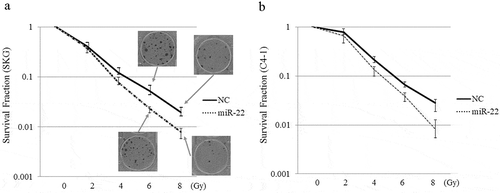 Figure 4. The effect of exosomal miR-22 on radiosensitivity of cervical cancer cells in 2D. HEK293-derived exosomes, either exo-miR22 or exo-cont miR, were administered to SKG-II (a) and C-4I (b) cells. After the administration of the exosomes, the cells were irradiated with various doses of X-rays