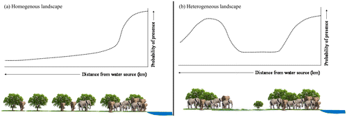 Figure 1. Hypothetical framework: the predicted response of elephants to water in (a) an imaginary homogeneous landscape characterised by uniform forage quantity and (b) a more realistic heterogeneous landscape characterised by non-uniform forage quantity.