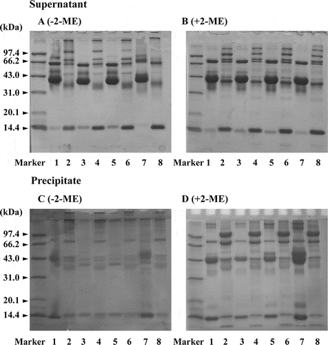 Figure 5   Non-reducing (a and c) and reducing (b and d) SDS-PAGE patterns of the supernatant and precipitate from the homogenate of STEW and CEW samples treated with various pressures. (1) Native CEW; (2) native STEW; (3) CEW with 200 MPa; (4) STEW with 200 MPa; (5) CEW with 400 MPa; (6) STEW with 400 MPa; (7) CEW with 600 MPa; and (8) STEW with 600 MPa.