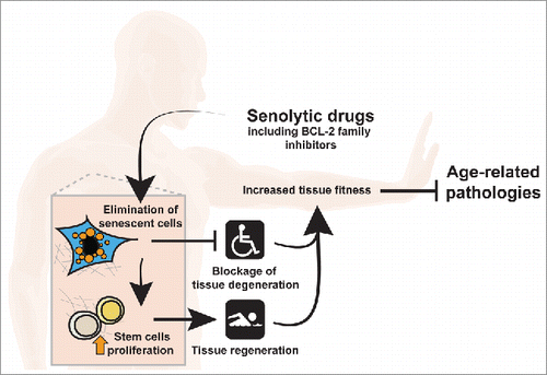 Figure 1. Senolytic drugs can become a future regenerative medicine. Treatment with senolytic drugs results in the elimination of senescent cells, thus blocking tissue degeneration and late life complications. In turn, elimination of senescent cells leads to the proliferation of stem cells, allowing tissue regeneration. This joined effect of senolytic drugs will restore tissue fitness and will help restraining age-related pathologies.
