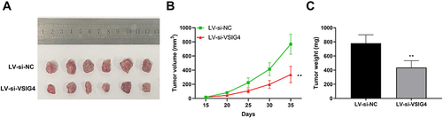 Figure 8 Knockdown of VSIG4 inhibits GBM tumor growth in vivo. (A) Representative images of tumors in the LV-si-NC and LV-si-VSIG4 groups; (B) Tumor volume growth curve in the LV-si-NC and LV-si-VSIG4 groups; (C) Tumor weight histogram in the LV-si-NC and LV-si-VSIG4 groups. Tumor volume and weight measurements were repeated 6 times, respectively.