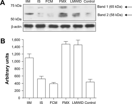 Figure 2 Nitrotyrosine Western blot analysis of lung homogenates.