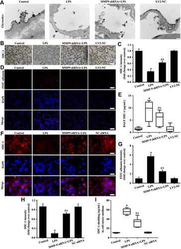 Figure 6 Downregulation MMP-9 expression alleviated SDC-1 shedding in vitro and in vivo. Glycocalyx was conducted by an electron microscope (A: scale bar = 0.2 µm). SDC-1 was detected by immunohistochemistry (B, magnification, × 200; scale bar, 50 μm). FITC-albumin (D, magnification, × 200; scale bar, 50 μm) in mice and SDC-1 (F, magnification, × 200; scale bar, 50 μm) in A549 cells were detected by immunofluorescence. The soluble SDC-1 Levels in the BALF (E) and cell culture medium (I) was measured by SDC-1 ELISA. (C) Protein intensity analysis of (B). (G and H) are the fluorescence intensity analysis of (D and F) respectively. All data are presented as the mean ± SD of three independent experiments. #p < 0.05 vs the control group, #*p < 0.05 vs the LPS group.