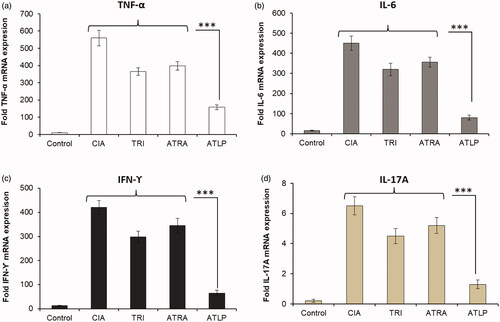 Figure 7. Effect of different formulations on the expression of inflammatory cytokines in the CIA mice. RT-PCR analysis of expression of mRNA levels of TNF-α, IL-6, IFN-ϒ and IL-17 from right hind paw tissue.
