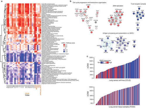 Figure 3. Antigen processing and presentation is suppressed in CIN+ cancer tissues and cell lines. a) Heatmap of pathway scores calculated with genome-wide nCNV-mRNA correlations in the indicated cancer tissues and cell lines using NetWalker. As with correlations, a positive score (red) indicates positive association with CIN, and a negative score (blue) indicates a negative association with CIN. b) Network plots of some sample pathways from A, where nodes are colored by their individual nCNV~mRNA correlation values in cancer tissues (for the upper three pathways) and cell lines (for the Antigen presentation pathway at the bottom). c) Barplot of nCNV values in lung cancer cell lines (up) and LUAD samples (bottom), with each bar (sample) colored by its relative expression of ERAP2 (endoplasmic reticulum aminopeptidase 2), a key enzyme in the processing of antigenic peptides for the MHC-I complex.