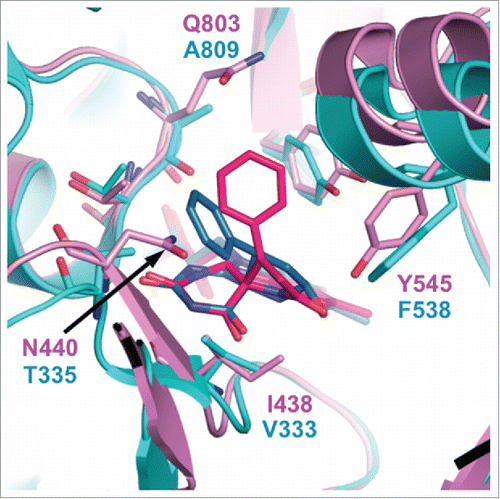 Figure 4. Superimposition of the catalytic cavities of LSD1/KDM1A (cyan) and LSD2/KDM1B (magenta) in complex with 2-PCPA. The FAD•2-PCPA adduct in the LSD1•2-PCPA complex (PDB ID: 2Z5U) is depicted in blue, and that in the LSD2•2-PCPA complex (PDB ID: 4GUU) is depicted in red.
