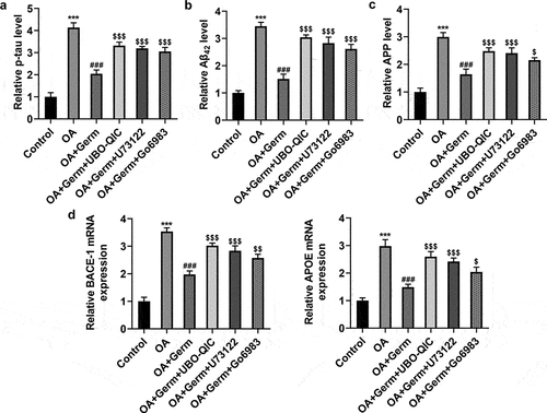 Figure 6. The inactivation of Gq/PLCβ/PKC signaling weakens the function of Germ on OA-elicited injury of PC12 cells. (a) p-tau, (b) Aβ42 and (c) APP levels were detected by ELISA assay. (d) BACE-1 and APOE expression was tested by RT-qPCR. ***P < 0.001 vs. control; ###P < 0.001 vs. OA; $P < 0.05, $$P < 0.01, $$$P < 0.001 vs. OA+Germ.