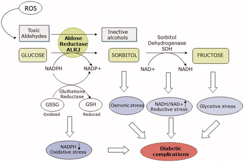 Figure 1. Role of aldose reductase in diabetic complications.