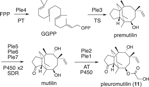 Figure 9. Biosynthetic pathway of pleuromutilin (11).