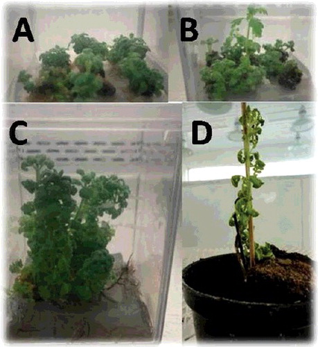 Figure 2. In vitro propagation stages of Lavender (L. dentata L). (A) Shoot multiplication after four weeks on MS with 2 mg/l BA + 0.5 mg/l IBA. (B) Elongated shoots were noticed after four weeks from sub-culture on MS supplemented with 1.5 mg/l BA. (C) Rooted plantlets on half-strength MS 0.5 mg/L. (D) Acclimatized plantlet under greenhouse conditions.
