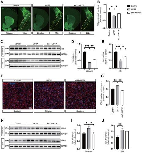 Figure 2 Protective effect of melatonin on dopaminergic neurons and microglia. (A) Representative immunofluorescence staining of neurons in the striatum and substantia nigra compacta (SNc) of mouse brain for TH. Yellow dotted circles indicate the SNc. Scale bars are indicated. (B) Quantification of relative TH-positive cells in SNc (n = 4). (C‒E) Western blotting was performed to determine the expression of TH in striatum and SN of PD mice (n = 4). Data are shown as representative plots (C) and bands quantified by densitometric analysis (D and E). (F) Representative immunofluorescence image of the microglia in the brain striatum stained with anti-IBA1 antibody (red). DAPI represents nuclear staining (blue). Scale bars = 100 μm. (G) Quantification of relative IBA1-positive cells per DAPI (n = 4). (H–J) Western blotting was performed to determine the expression of IBA-1 in the striatum and SN of PD mice (n = 4). Data are shown as representative plots (H) and bands quantified by densitometric analysis (I and J). aMT, melatonin; TH, tyrosine hydroxylase; SN, Substantia nigra, PD, Parkinson disease. *P < 0.05, **P < 0.01, ***P<0.001. Data are expressed as means ± SEM.