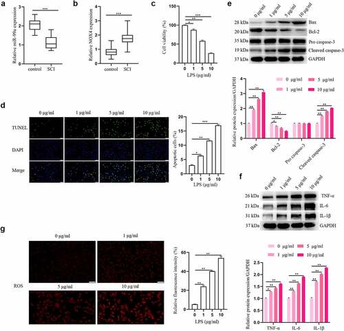 Figure 1. The expressions of miR-99a and NOX4 in human cerebrospinal fluid samples and LPS-treated PC-12 cells. The expressions of miR-99a (a) and NOX4 (b) in cerebrospinal fluid were tested using RT-qPCR analysis. (c) PC-12 cells were subjected to 0, 1, 5, 10 μg/ml LPS for 12 h, and cell viability was measured by CCK-8 assay. (d) Cell apoptosis was asessed using TUNEL assay. (e) Bax, Bcl-2, cleaved caspase-3 and pro caspase-3 protein expression levels were detected by Western blot. (f) The protein expression levels of TNF-α, IL-6 and IL-1β were estimated utilizing Western blot. (g) ROS was determined by DCFH-DA assay. Scale bars represent 50 μm. *p < 0.05, **p < 0.01, ***p < 0.001.