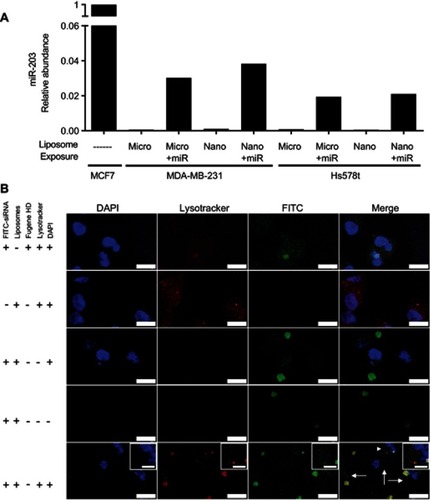 Figure 6 Liposomes are internalized and deliver detectable levels of microRNA in the breast cancer cell lines. (A) Quantitative RT-PCR was performed on the indicated cell lines 4 hrs after addition of miR-203 loaded liposomes at a concentration of 500 nM. MCF7 cells, expressing abundant miR-203, are used as a reference cell line. Small nucleolar RNA U6 was used as a normalization control. (B) Fluorescence confocal microscopy was performed on MDA-MB-231 cells 4 hrs after exposure to the indicated liposomes or transfection reagent, mixed with FITC-labeled siRNA. Counterstaining with DAPI and LysoTracker Red was then performed. Scale bar represents 15 µm for major panels and 5 µm for insets. Arrows indicate regions with distributed extra-endosomal FITC-siRNA. Arrowhead indicates region expanded for inset.