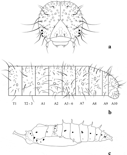 Figure 3. Catasticta flisa duna, immature stage morphology. (a) Head chaetotaxy of fifth instar, in anterior view; (b) Setal maps of fifth instar; (c) Pupa in lateral view