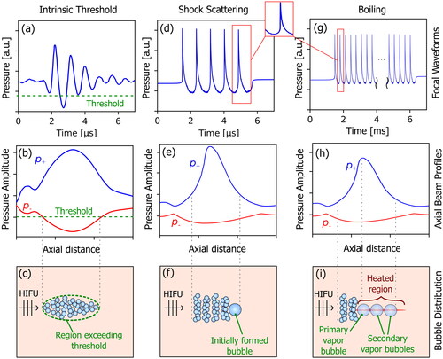 Figure 2. Comparison of typical focal pressure waveforms (top row), free-field axial beam profiles (middle row), and resulting bubble distributions for intrinsic threshold histotripsy (left column), shock-scattering histotripsy (middle column), and boiling histotripsy (right column). for intrinsic threshold histotripsy, a short pulse is generated with a single dominant tensile pressure cycle exceeding the intrinsic threshold. Both shock-scattering histotripsy and boiling histotripsy utilize focal pressure waveforms containing high amplitude shocks at the focus, and a bubble cloud forms due to interaction of the shocks with an initially formed (incidental) bubble. In shock-scattering histotripsy, the initial bubble forms in response to one or more tensile phases of the excitation pressure, while shock-induced heating causes the primary vapor bubble to form in boiling histotripsy. Note that the bubbles have not been drawn to scale.