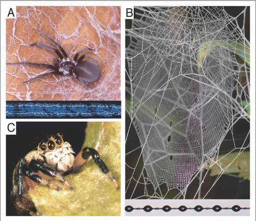 Figure 1 Spiders use silk in three broadly different strategies for prey capture. (A) Many spiders spin a variety of sheet webs with relatively amorphous architectures. These webs lack stereotyped major ampullate supporting threads and utilize cribellate adhesive threads (shown here in darkfield at the bottom of the panel). Cribellate silk consists of one or more pairs of core fibers surrounded by a sheath of nanoscale fibrils physically combed into puffs by the spider. (B) Nearly all orb weaving spiders and their relatives use stereotyped web spinning behaviors and defined frameworks of dragline silk to suspend webs relatively far from substrate. Thus, the form of the web is taxonomically rather than substrate specific. Most also utilize aggregate capture silk (see text). (C) RTA clade spiders tend to stalk or ambush prey, having abandoned the use of capture silks altogether.