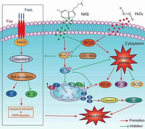 Figure 9. Schematic diagram of NAS alleviating oxidative stress-induced apoptosis of PC12 cells through ROS mediated PI3K/AKT pathway.