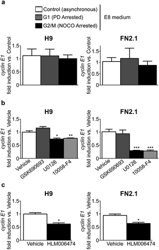 Figure 4. Changes in cyclin E1 mRNA expression level throughout hPSCs (grown in defined medium) cell cycle progression and in asynchronous cells after PI3K/AKT, MEK/ERK, c-Myc and E2Fs inhibition. Analysis of mRNA expression levels of cyclin E1 quantified by RT-qPCR in: (a) asynchronous or synchronous G1 (PD arrested, 5μM for 30h) or G2/M (NOCO arrested, 100 ng/ml for 24 h) FN2.1 and H9 hPSCs grown and maintained in fully defined conditions (Vitronectin coated dishes and E8 medium); (b) asynchronous FN2.1 and H9 hPSCs grown with E8 medium at 24 hours post AKT, MEK1/2 and c-Myc inhibition with GSK690693 (10 µM), U0126 (20 µM) and 10,058-F4 (100 µM), respectively; and (c) asynchronous FN2.1 and H9 hPSCs grown with E8 medium during 7 days in the presence of the pan-E2Fs inhibitor HLM006474 (40 µM). rpl7 expression was used as normalizer in all cases. Graphs show mean + SEM mRNA fold induction relative to asynchronous or Vehicle (DMSO treated) control cells (arbitrarily set as 1) of at least three independent experiments. (*) p < 0.05, (**) p < 0.01 and (***) p < 0.001 vs. Control or Vehicle.