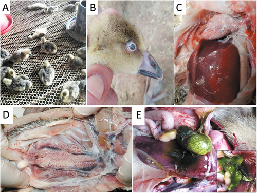 Fig. 1 Clinical signs and postmortem lesions of goslings infected in the field.a Goslings appear depressed and lethargic. b Infected goslings with gray-white cloudy palpebra tertia. c Visceral urate deposition over the heart and liver. d Urate deposition and swollen kidney. e Distended bile sac and urate particles (insert)