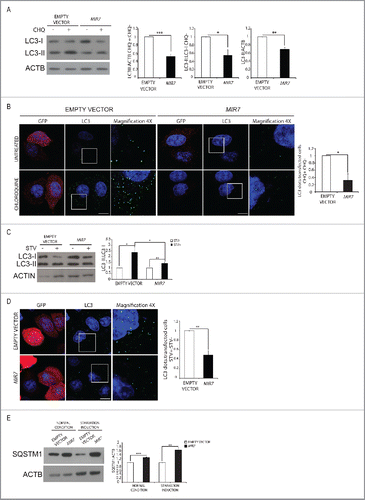Figure 2. MIR7–3HG (MIR7) overexpression downregulates basal autophagy. (A) Analysis of cytoplasmic LC3-I and LC3-II levels, by using anti-LC3A/B antibody, on extracts from cells untreated or treated with chloroquine (CHQ; 20 μM, 30 min). All samples were analyzed 24 h after transfection with MIR7–3HG-encoding plasmids (indicated as MIR7) or negative control (Empty Vector). ACTB was used as a loading control. One representative western blot of 3 independent experiments is shown. The right graphs show the quantification of autophagy flux as the ratio between LC3-II in chloroquine-treated and LC3-II in untreated cells, the rate of LC3-I in LC3-II conversion and the quantification of LC3-II in the untreated samples. ImageJ densitometry analysis of 3 independent experiments (mean ± SD of independent experiments, *p < 0.05, ***p < 0.001). (B) MIR7–3HG blocked LC3 dot accumulation in samples treated with chloroquine. Cells were transfected with MIR7–3HG (indicated as MIR7) or Empty Vector and untreated (upper panels) or treated with chloroquine (20 μM, 30 min, lower panels). Scale bar: 5 μm. GFP fluorescence is shown in the red channel. The right graph shows the quantification of LC3 dots per transfected cell as the ratio between chloroquine-treated and -untreated cells (mean ± SD of 3 independent experiments, *p < 0.05). Statistical analysis was performed using the Student t test. (C) Overexpression of MIR7–3HG downregulates starvation-induced autophagy. Starvation-induced and autophagy related LC3-I to LC3-II conversion, by using anti-LC3A/B antibody, after MIR7–3HG overexpression (indicated as MIR7) is shown by immunoblots of control or MIR7–3HG-transfected cells that were nonstarved (STV-) or starved for 2 h (STV+). ACTB was used as loading control. The right graph shows ImageJ densitometry analysis of 3 independent experiments (mean ± SD of independent experiments, *p < 0.05, **p < 0.01). (D) Analysis of LC3 dot formation in HeLa cells, transfected with MIR7–3HG (indicated as MIR7) or empty vector. Autophagy was assessed under starvation conditions (2 h, lower panels). Scale bar: 5 μm. GFP fluorescence is shown in the red channel. The right graph shows the quantification of LC3 dots per transfected cell as the ratio between starved and nonstarved cells (mean ± SD of 3 independent experiments, **p < 0.01). Statistical analysis was performed using the Student t test. (E) Analysis of the starvation-induced and autophagy-related SQSTM1 degradation in MIR7–3HG transfected HeLa cells (indicated as MIR7). The right graph shows ImageJ densitometry analysis of 3 independent experiments (mean ± SD of independent experiments, ***p < 0.001, **p < 0.01).