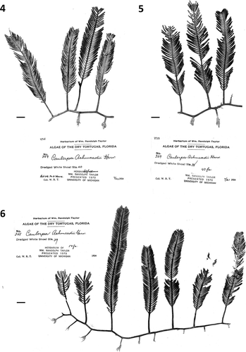 Figs 4–6. Historical herbarium specimens of Caulerpa floridana W.R. Taylor sampled for molecular assessment (note early identification as C. ashmeadii). Fig. 4. Specimen WRT349. Fig. 5. Specimen WRT329. Fig. 6. Specimen WRT345. All are maintained at MICH. Scale bars: 1 cm (Figs 4–6).