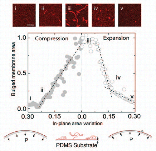 Figure 2 Dynamic transformation of a supported lipid membrane throughout a cycle of area compression and expansion (schematic insets). The area of the out of plane lipid tubes during elongation (compression) and retraction (expansion) is shown as a function of the in-plane membrane area. The insets are confocal images of (i) the bilayer in the initial unstrained conditions, (ii) tube nucleation at a critical compressive threshold, (iii) elongated tubes as a result of the membrane compression, (iv) retraction of tubes to vesicles under membrane expansion and (v) further absorption of the vesicles into the expanding bilayer. Scale bar: 20 microns.