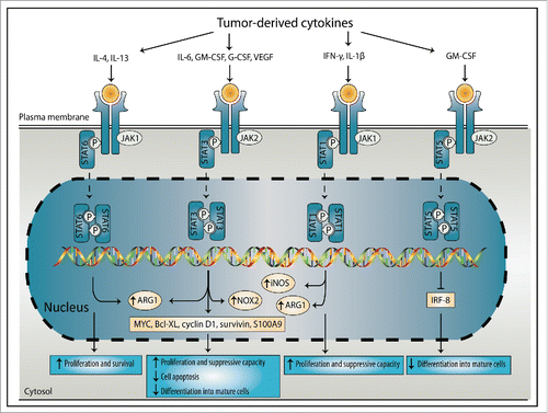 Figure 2. Induction of MDSC expansion and suppressive functions by the STAT signaling proteins. Tumor-derived factors induce signal transducers of activators of transcription (STAT) signaling, which stimulated MDSC expansion and suppressive functions. IL-4 and IL-13 induce STAT6 that regulates ARG1, leading to enhanced MDSC proliferation and survival. IL-6, GM-CSF, G-CSF and VEGF induce STAT3 signaling, which regulates ARG1, NOX2 and the expression of factors like MYC, Bcl-XL, cyclin D1, survivin and S100A9. This leads to enhanced MDSC proliferation and suppressive capacity, reduced apoptosis and inhibition of differentiation into mature cells. IFNγ and IL-1β regulate STAT1 activation, which induces iNOS and ARG1 expression by MDSCs, leading to induced proliferation and suppressive capacity. STAT5 signaling is induced by GM-CSF and inhibits the differentiation of MDSCs into mature cells through inhibition of IRF-8. IL, interleukin; IRF, interferon regulatory factor; GM-CSF, granulocyte-macrophage colony-stimulating factor; G-CSF, granulocyte-colony stimulating factor; VEGF, vascular endothelial growth factor; IFNγ, interferon-γ; JAK, Janus kinase; ARG1, arginase 1; NOX2, NADPH oxidase 2; iNOS, inducible nitric oxide synthase; Bcl-XL, B-cell lymphoma-extra-large.